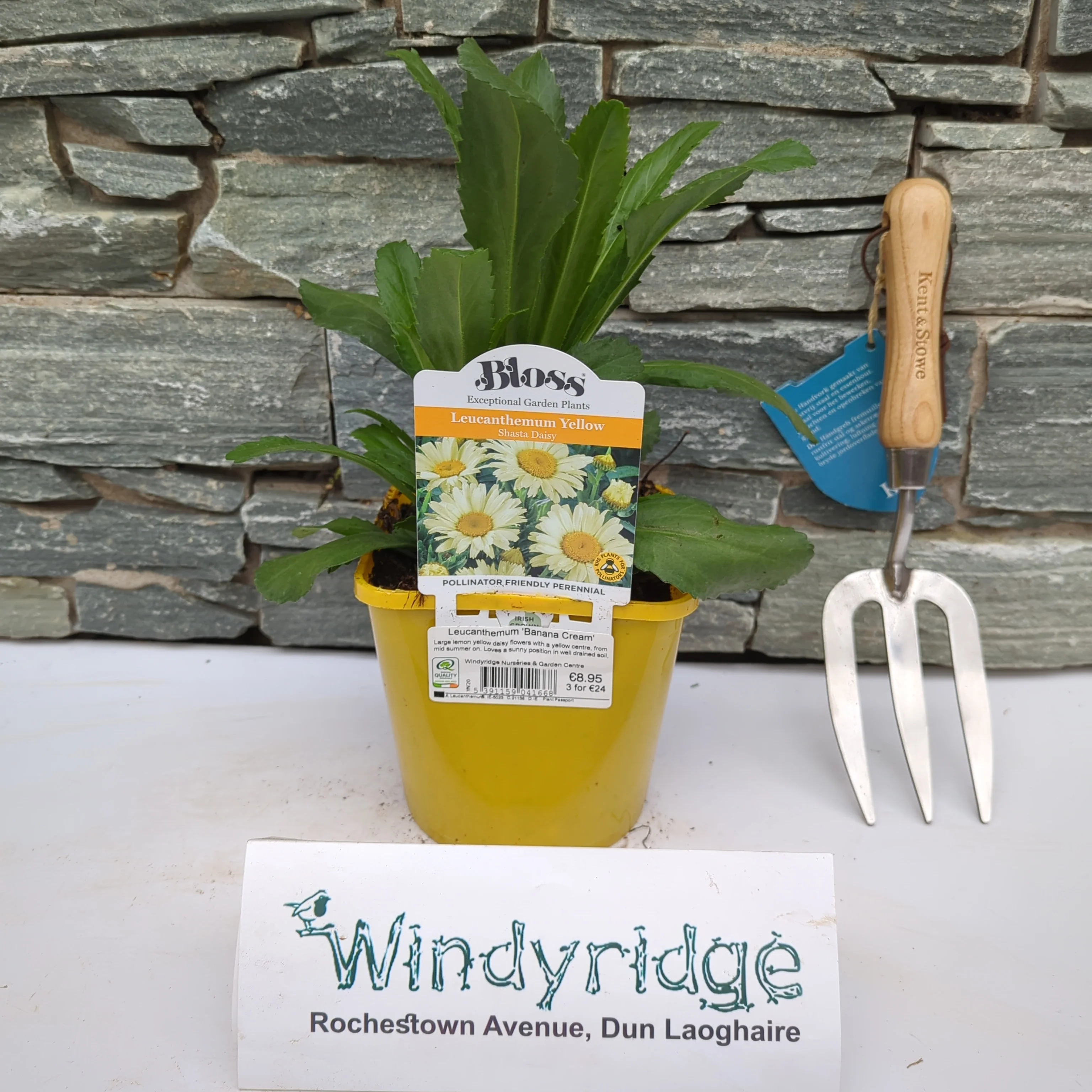 Leucanthemum Banana Cream 2L