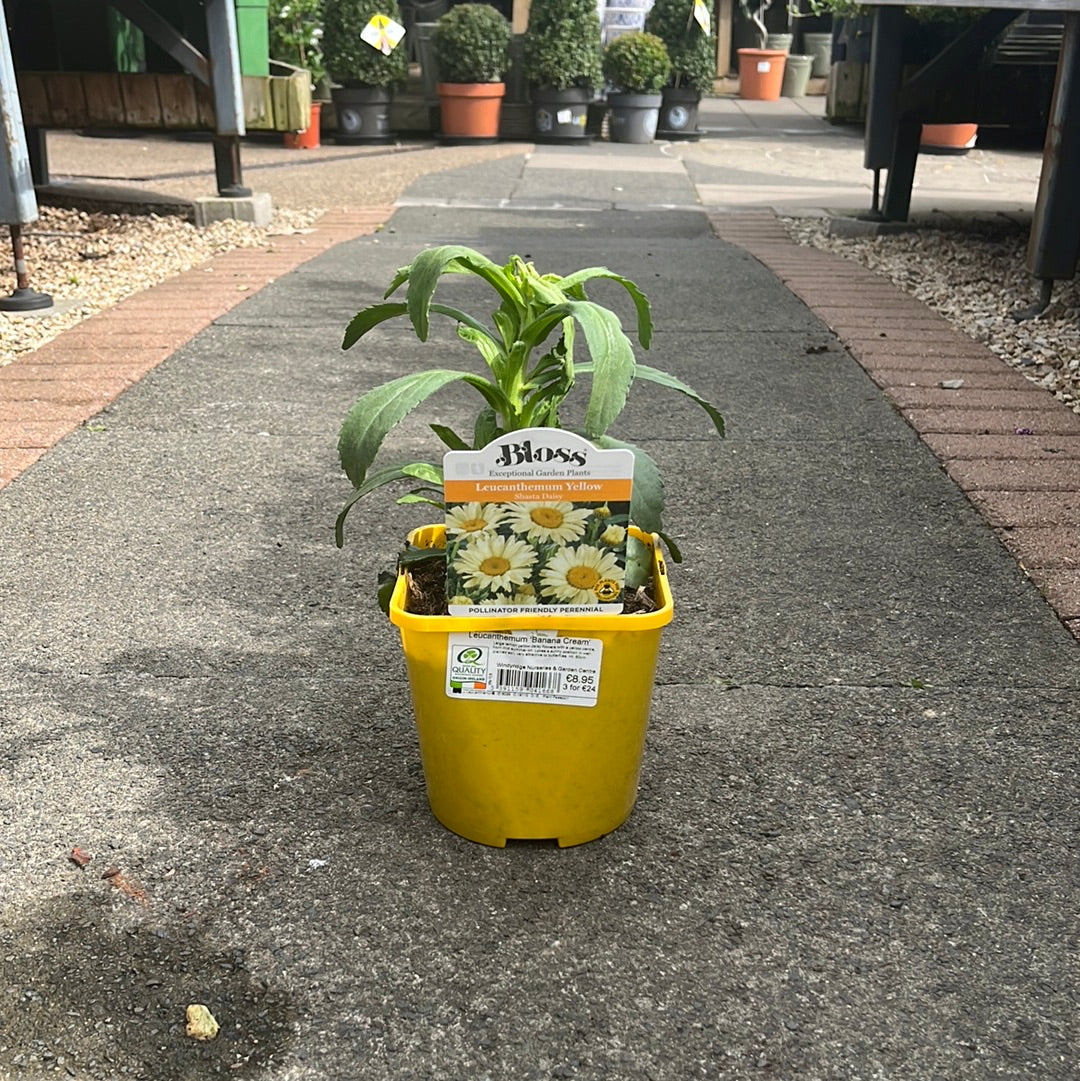 Leucanthemum Banana Cream 2L - Image 3