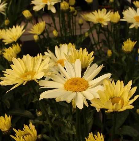 Leucanthemum Banana Cream
