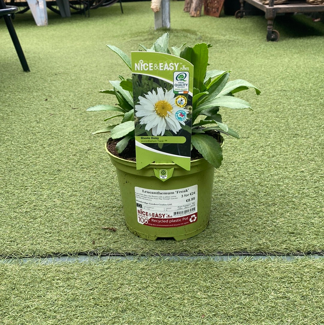 Leucanthemum  Freak - Image 2