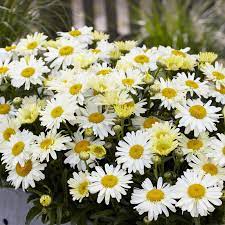 Leucanthemum Lacreme - Image 2