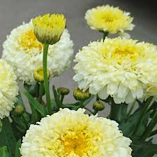 Leucanthemum Luna - Image 3