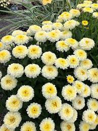 Leucanthemum Luna - Image 2