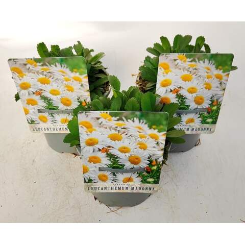 Leucanthemum (S) 'Madonna' - Image 2