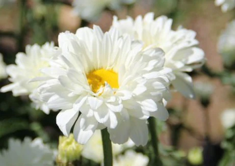 Leucanthemum Victorian Secret - Image 3