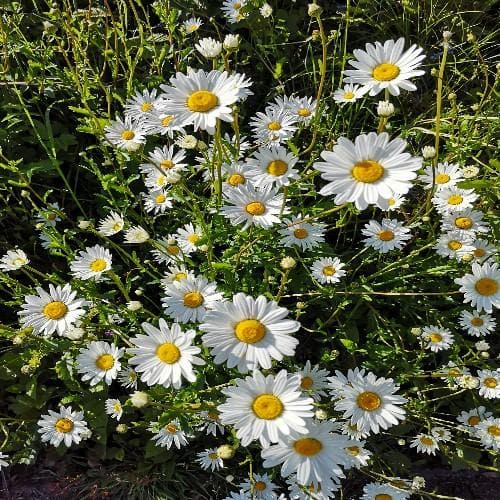 Leucanthemum vulgare May Queen - Image 2