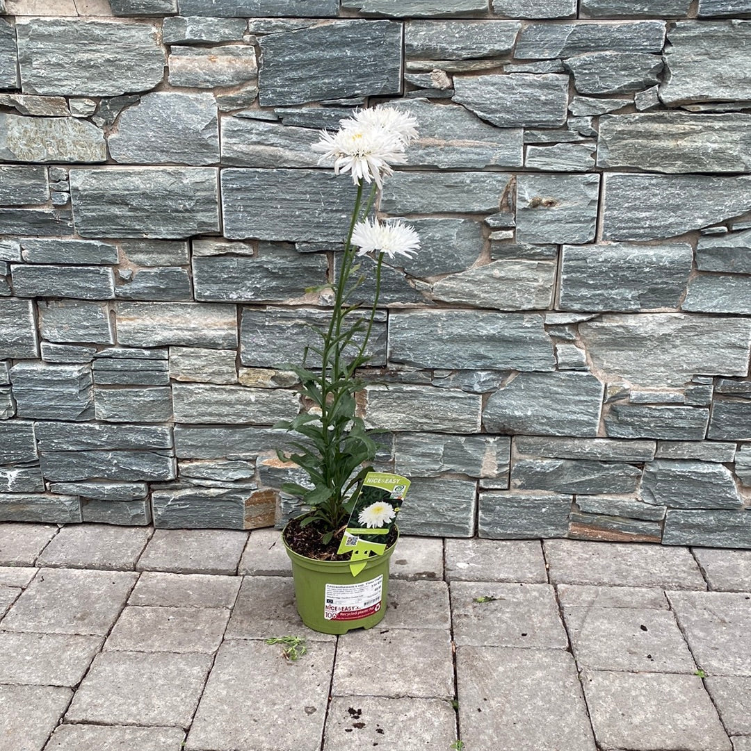 Leucanthemum x sup. Fiona Coghill - Image 2