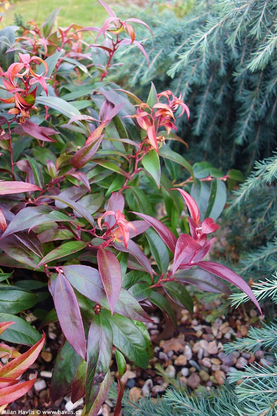 Leucothoe CARINELLA