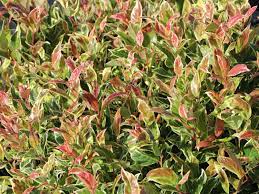 Leucothoe Firestar