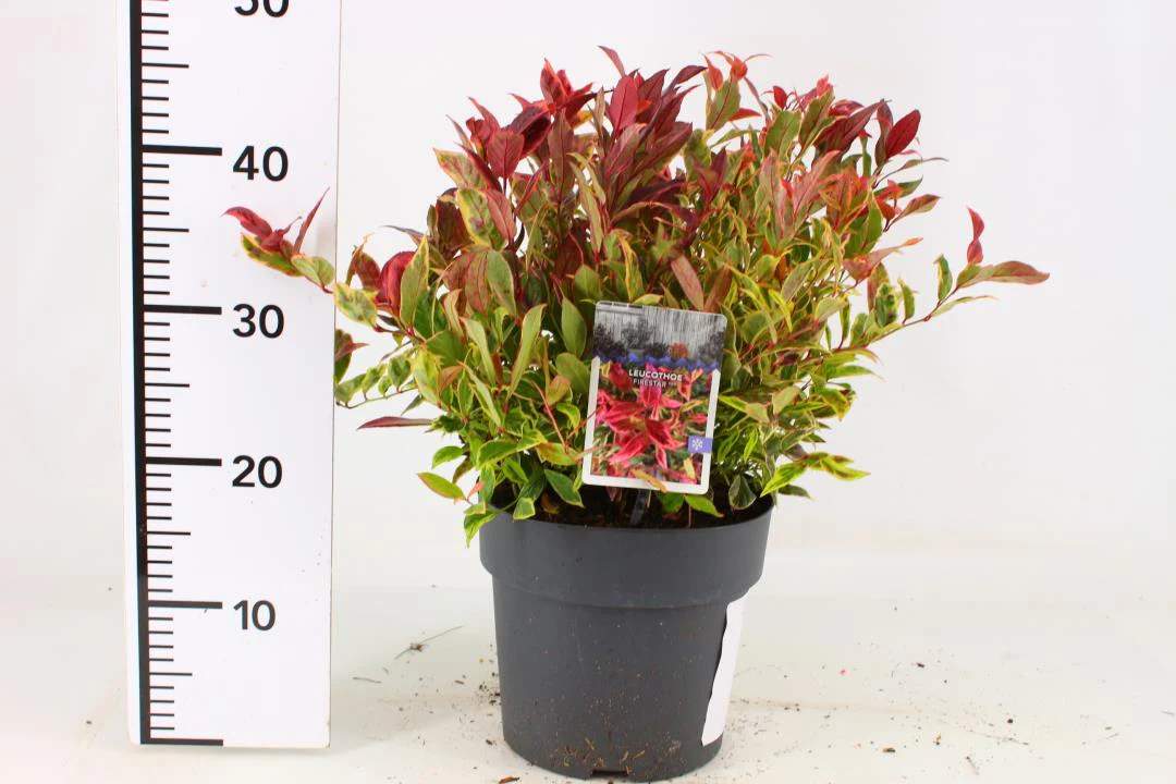 Leucothoe Firestar - Image 2