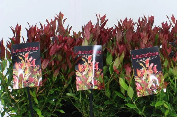 Leucothoe fon. Little Flames  5 Ltr pot
