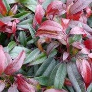Leucothoe keiskei Royal Ruby