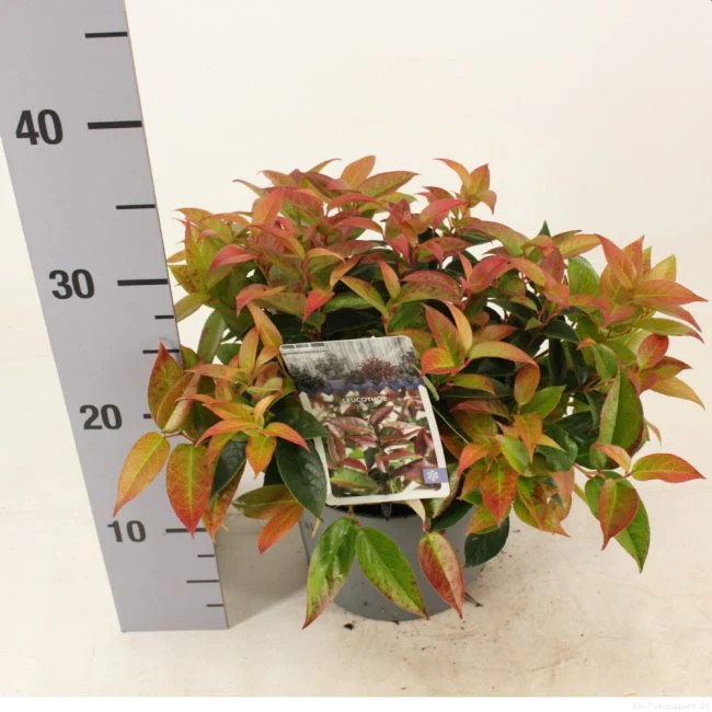 Leucothoe Lovita  2 Ltr pot