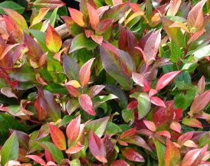 Leucothoe Zeblid