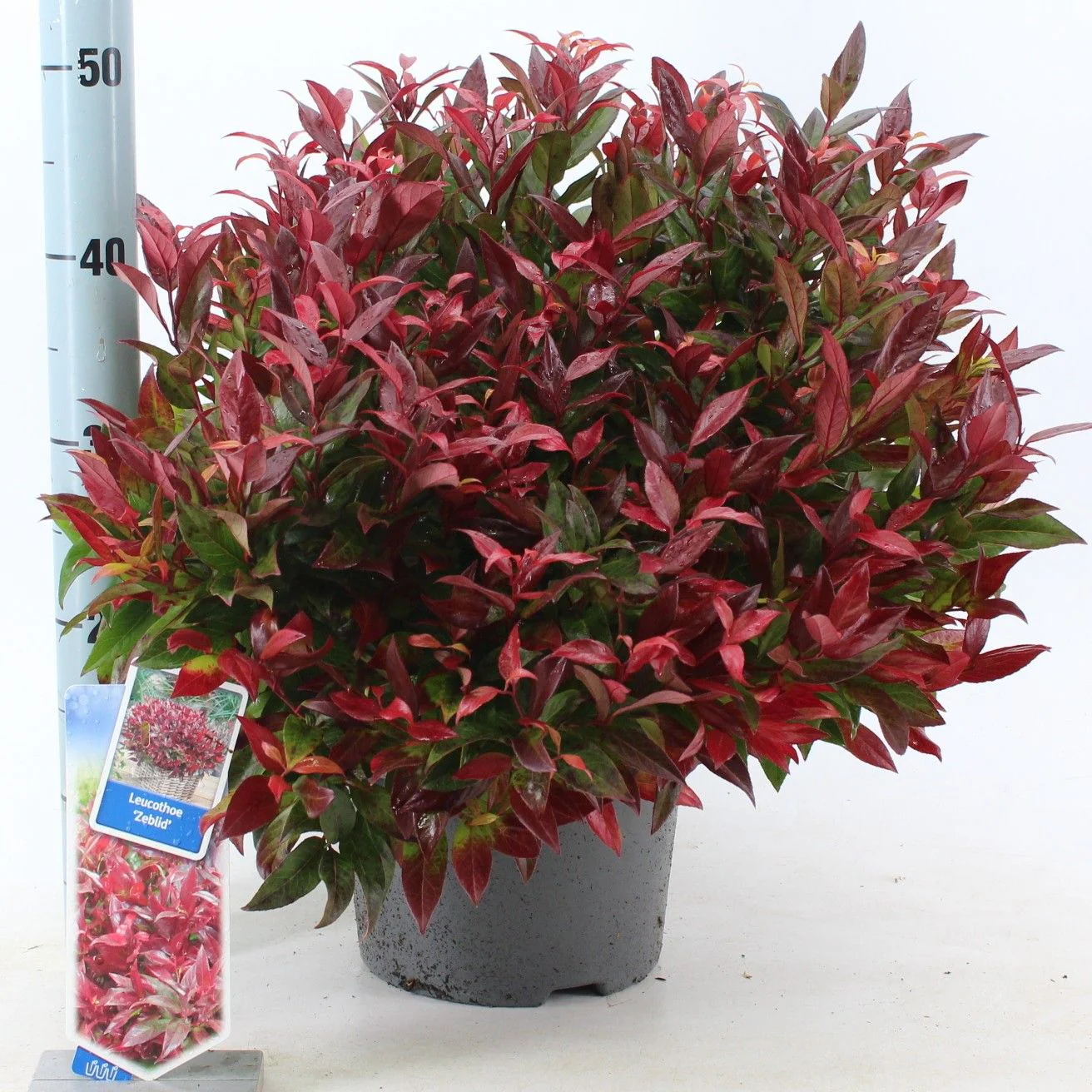 Leucothoe Zeblid - Image 2