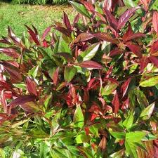 Leucothoe Zeblid - Image 3