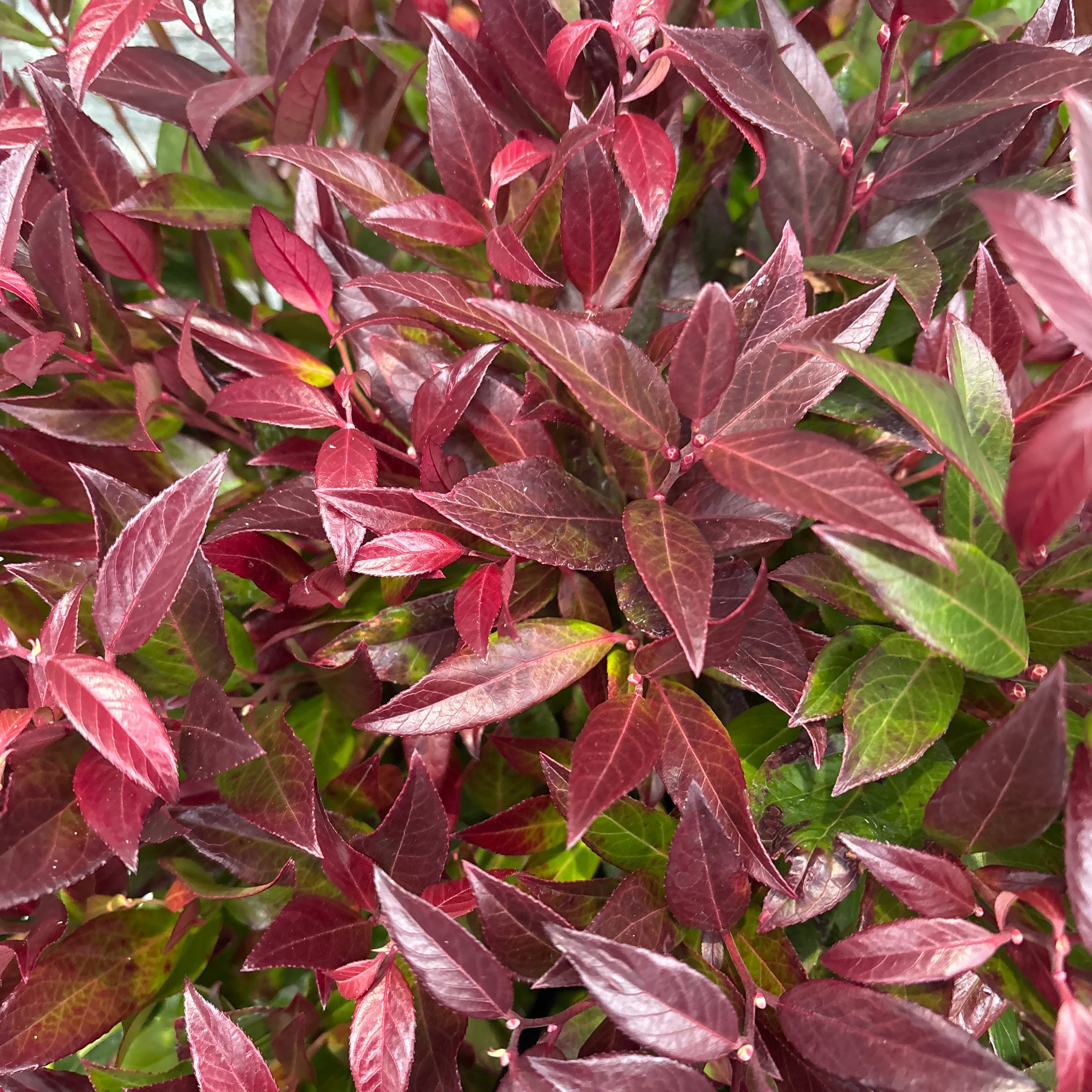 Leucothoe Zeblid - Image 2