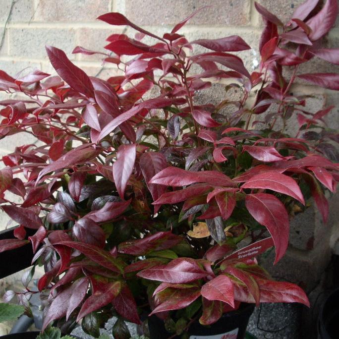 Leucothoe Zeblid (Scarletta) - Image 2