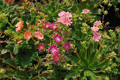 Lewisia cotyledon Regenbogen