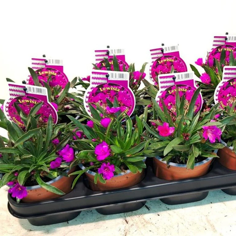 Lewisia longipetala 'Little Raspberry' P12