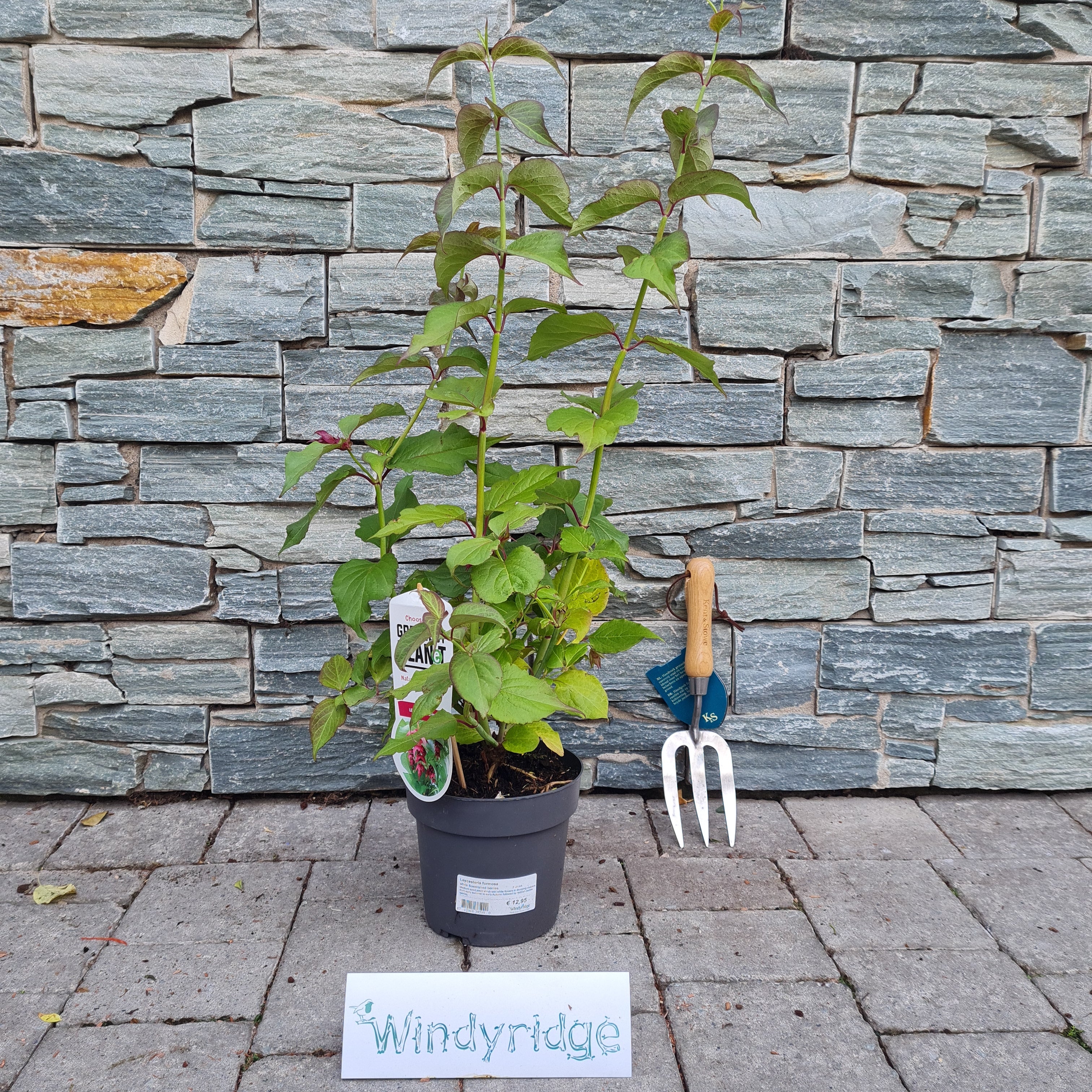Leycesteria formosa  2 Ltr pot - Image 2