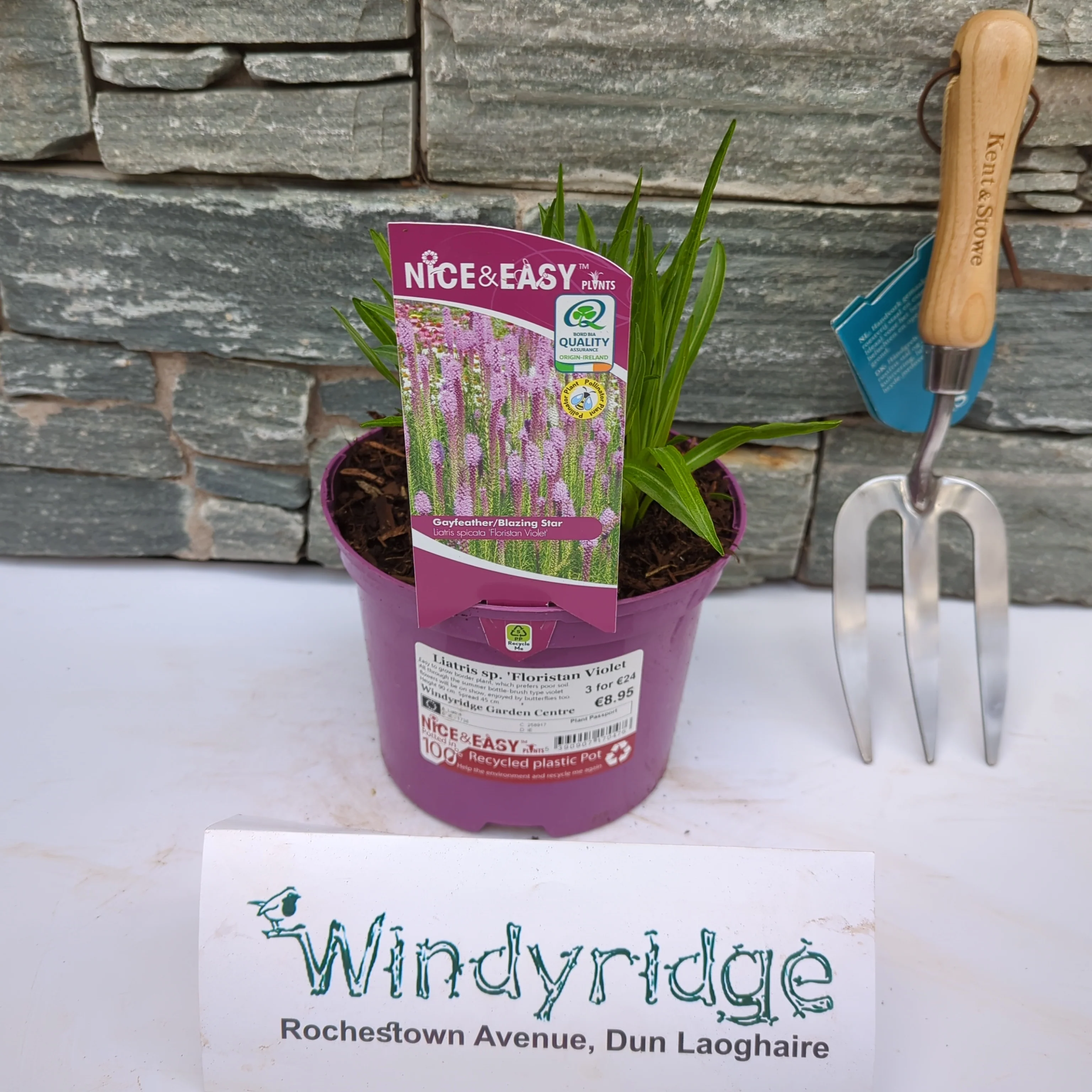 Liatris sp. Floristan Violet