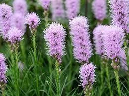 Liatris sp. Kobold - Image 2