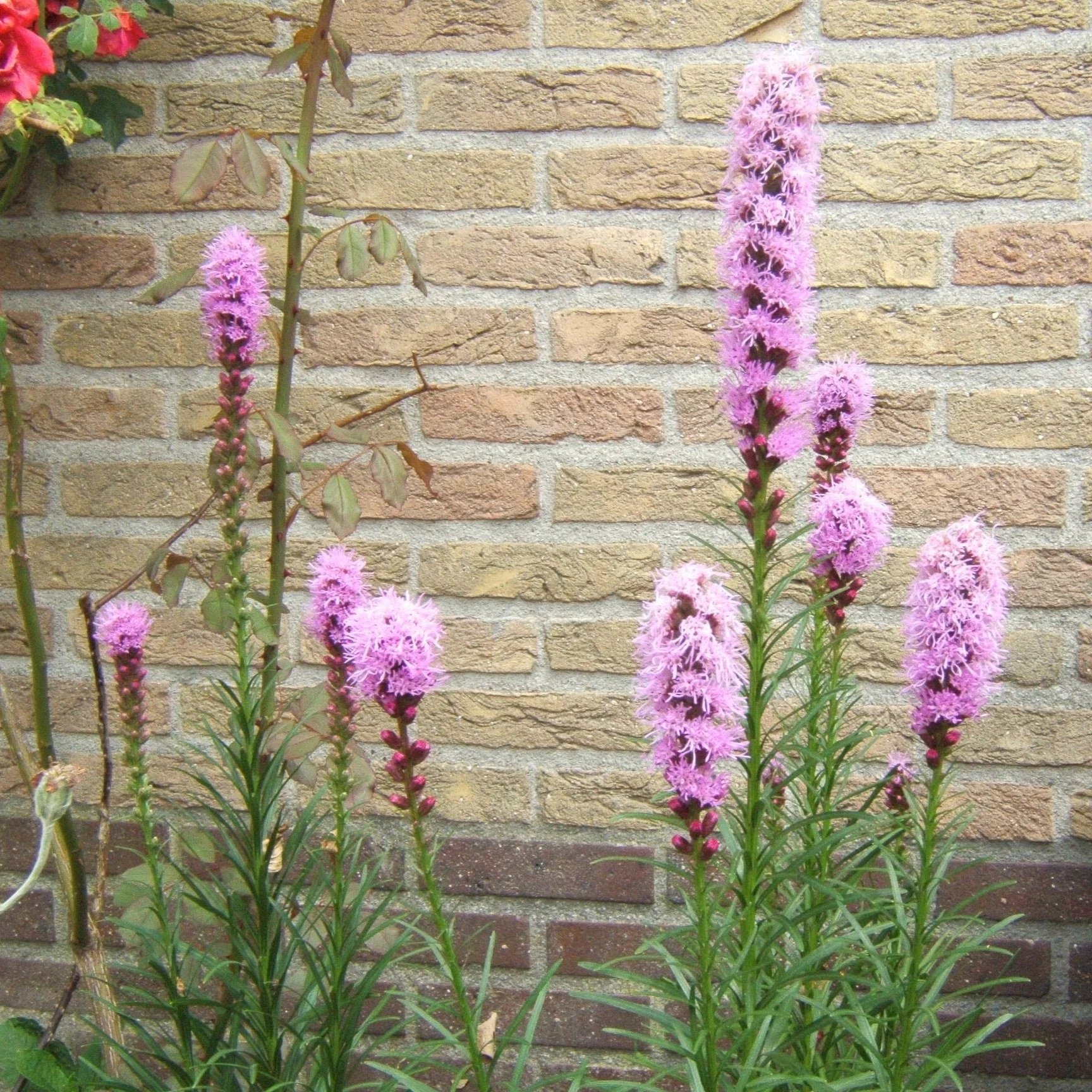 Liatris spicata Pink - Image 2