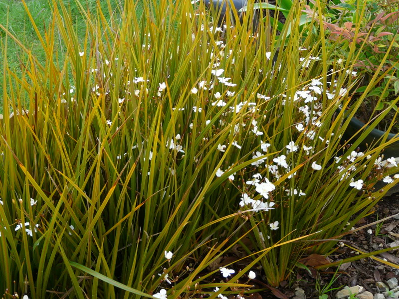 LIBERTIA Gold Finger