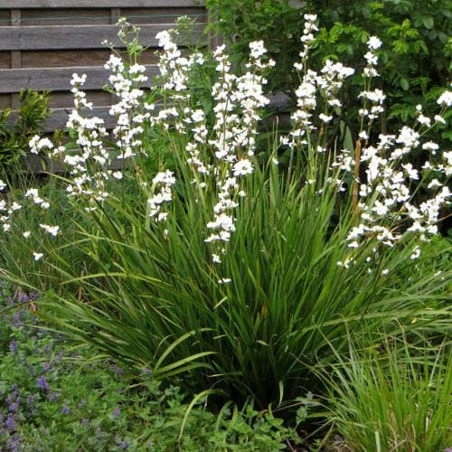Libertia grandiflora - Image 2