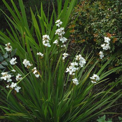 LIBERTIA Grandiflora (2Ltr Pot) - Image 3