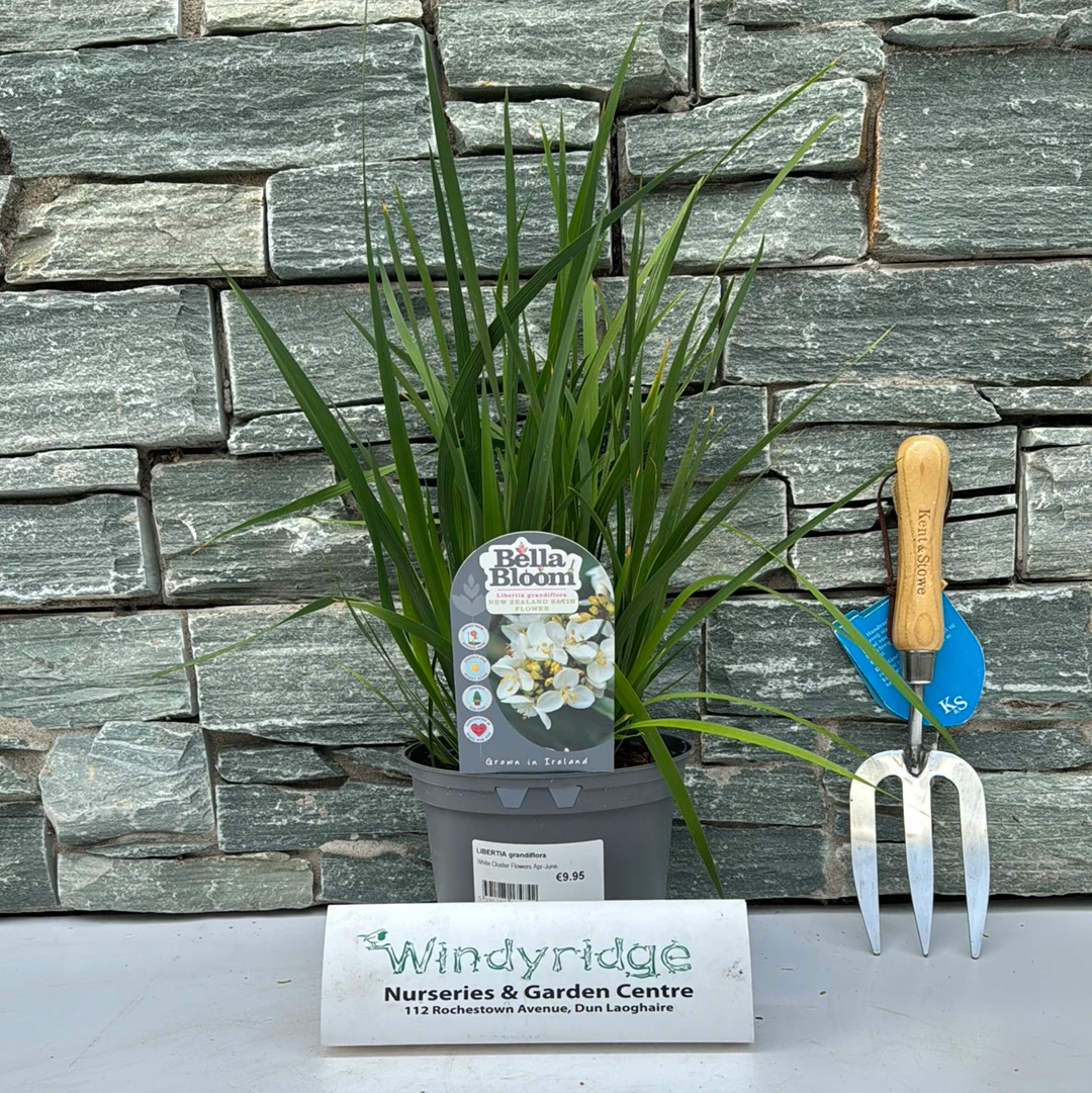 LIBERTIA Grandiflora (2Ltr Pot) - Image 4