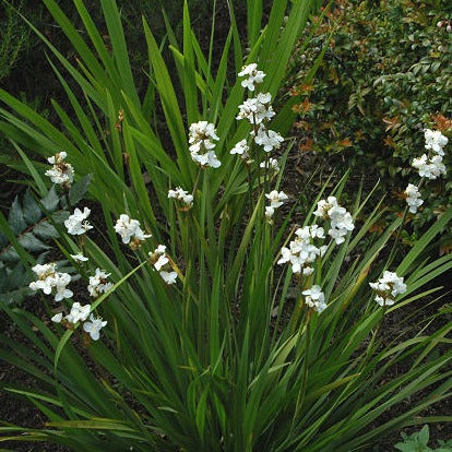 Libertia grandiflora - Image 3