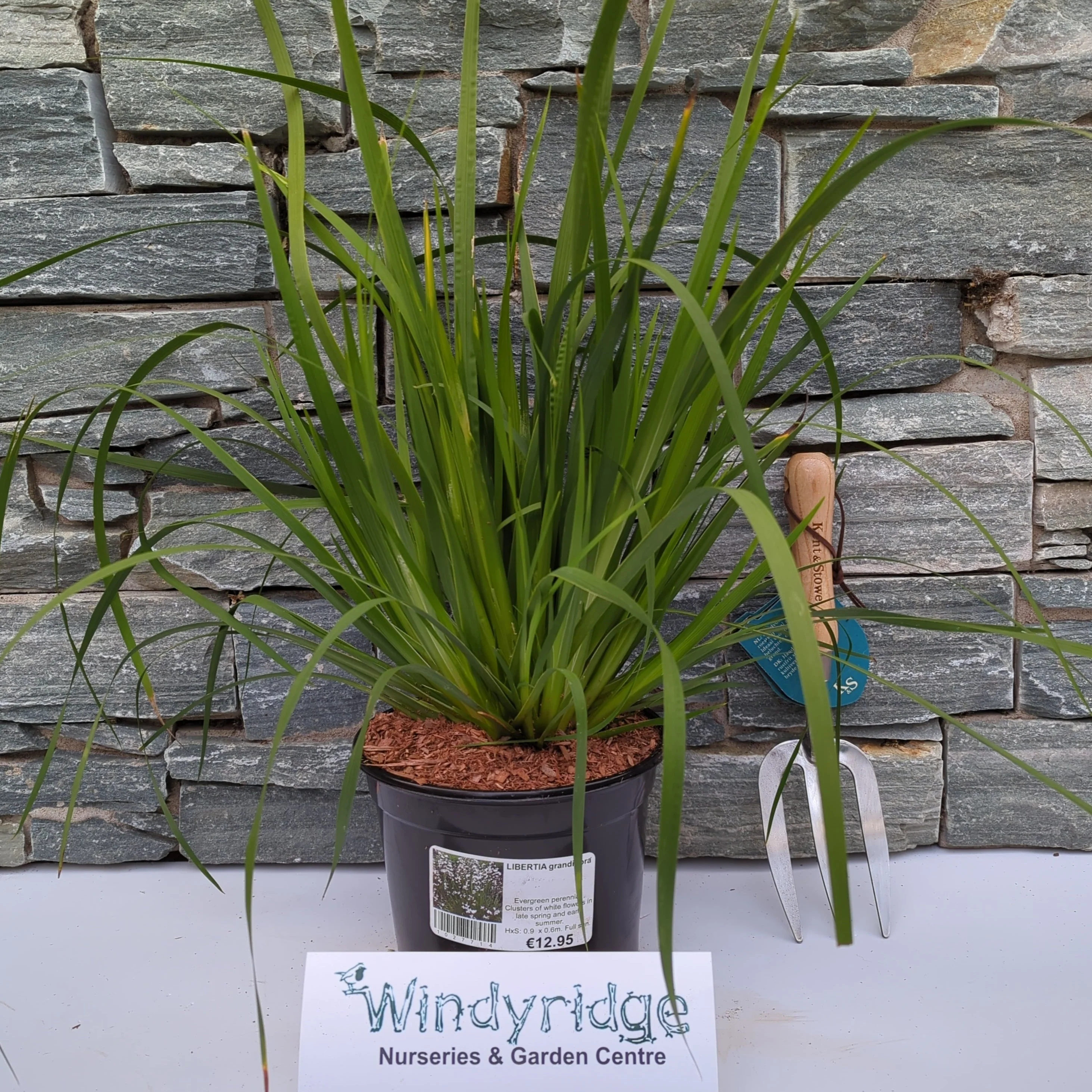 LIBERTIA grandiflora