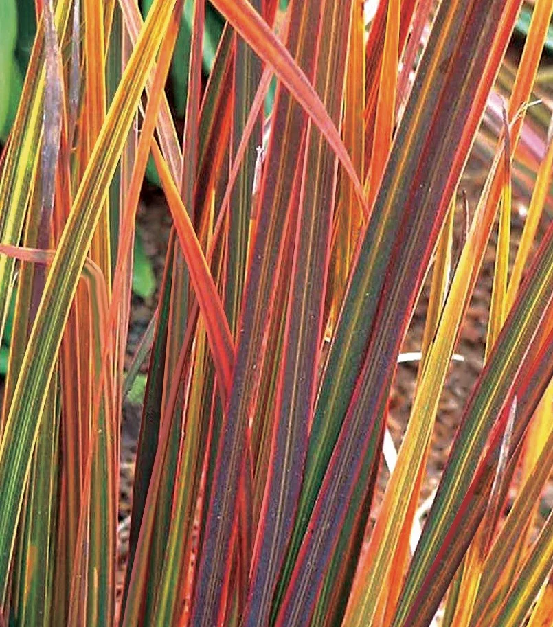 Libertia ixioides Taupo Blaze