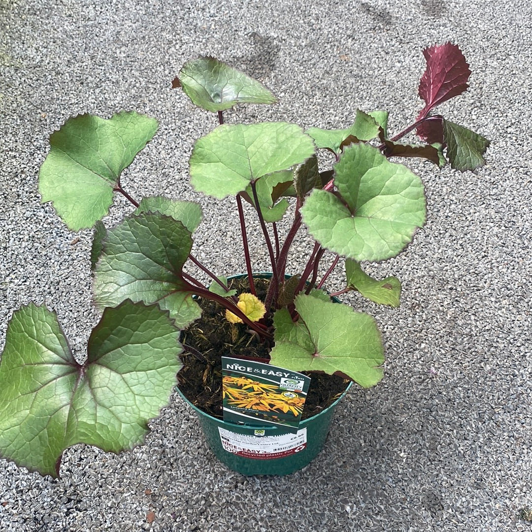 Ligularia dent. Othello - Image 3