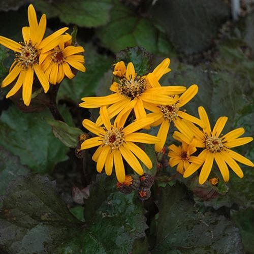 Ligularia dentata Pandora - Image 3