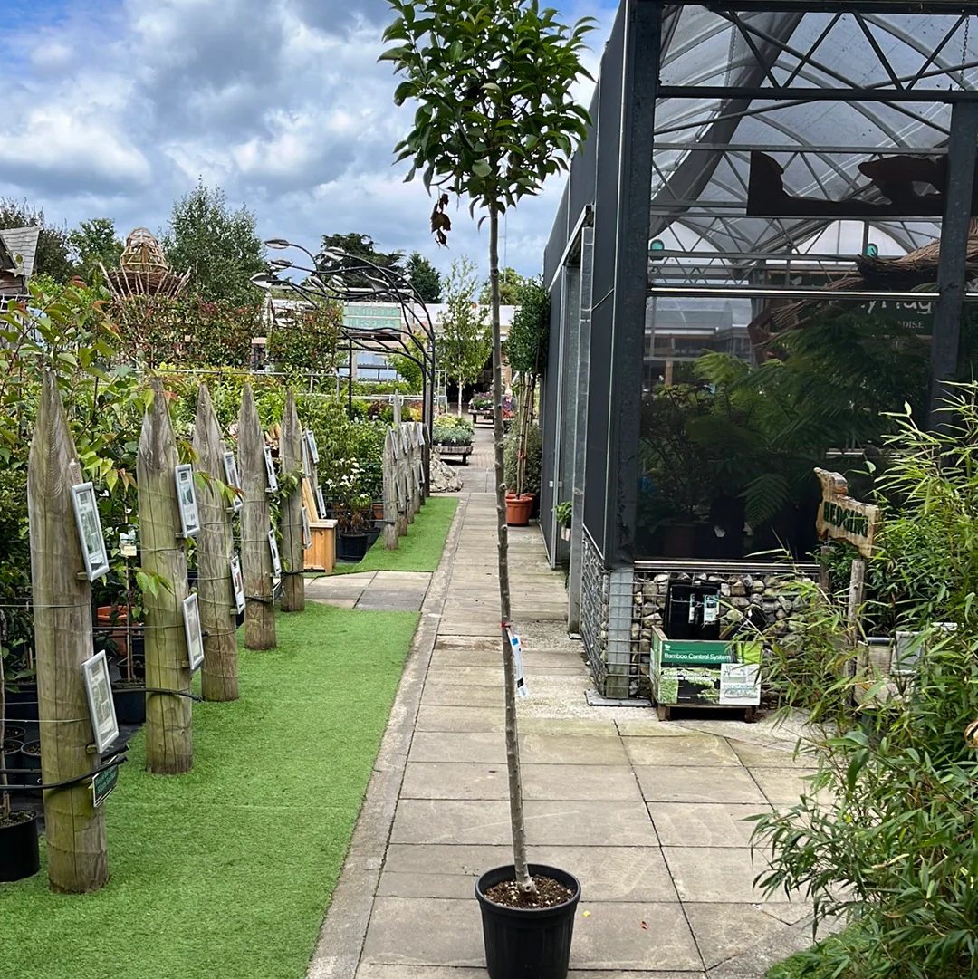 LIGUSTRUM JAPONICUM CLT 25 / 30   CIRC. TR. 08 - 10  CM  STD - Image 2