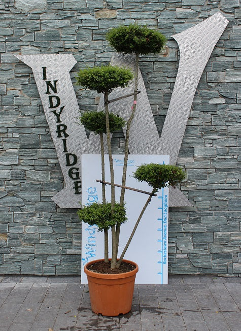 LIGUSTRUM JONANDRUM CLT 35 / 50 H 180 - 200 CM PON PON 5 P.SCHIACCIATE