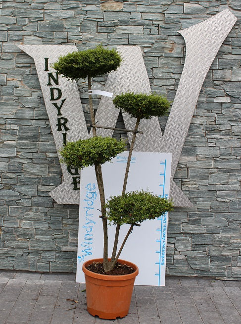 LIGUSTRUM JONANDRUM CLT 35 H 140 - 160 CM PON PON 4 P.SCHIACCIATE
