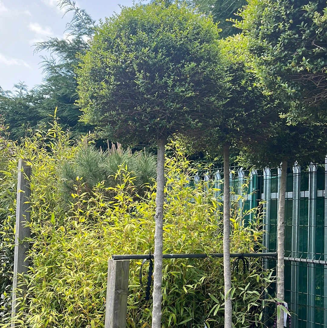 LIGUSTRUM JONANDRUM CLT 55 CIRC. TR. 12 - 14 CM STD CHIOMA 60 - 70 CM - Image 2