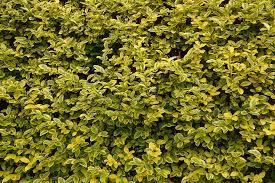LIGUSTRUM JONANDRUM CLT 55 CIRC. TR. 12 - 14 CM STD CHIOMA 60 - 70 CM - Image 3