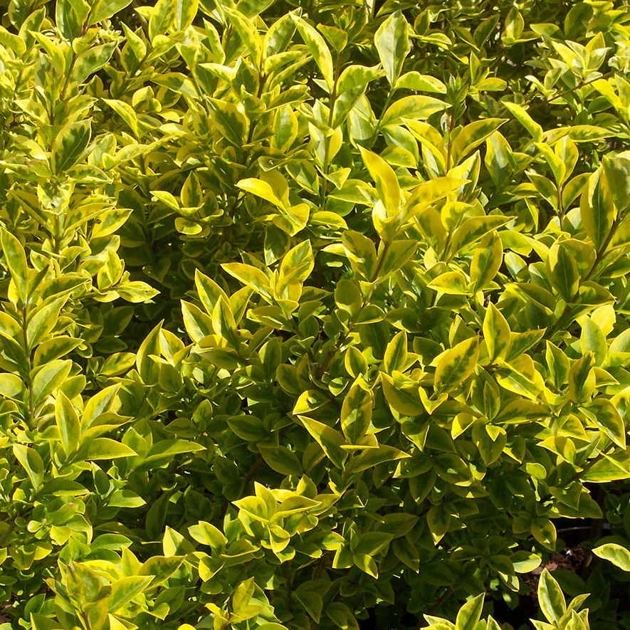 Ligustrum oval. Aureum - Image 2