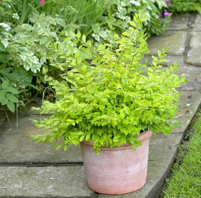 Ligustrum oval. Lemon and Lime