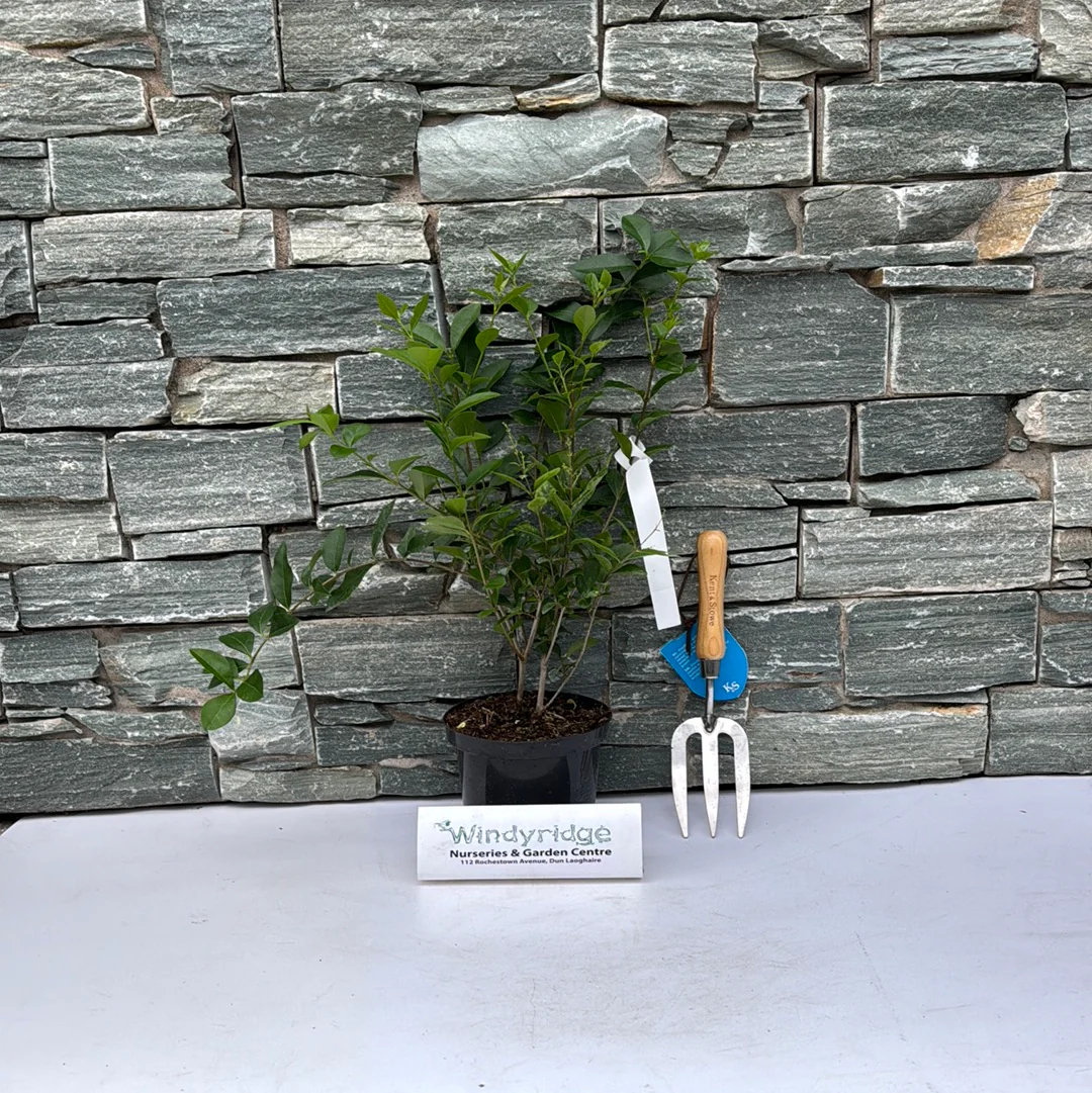 Ligustrum Ovalifolium (Privet) - Image 2