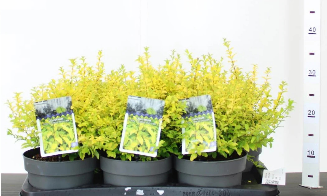 Ligustrum und. Lemon and Lime  2 Ltr pot - Image 3