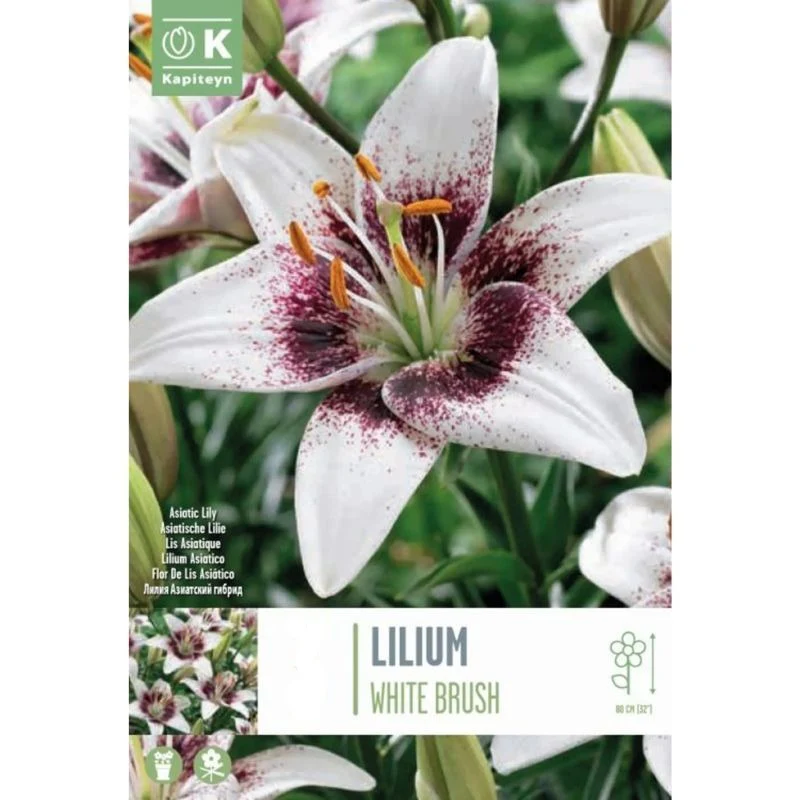 LILIUM BICOLOR WHITE BRUSH 4