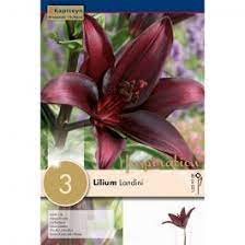 LILIUM LANDINI 3