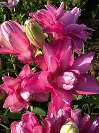 LILIUM LOTUS JOY 2 - Image 2