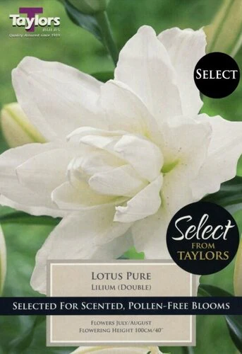 LILIUM LOTUS PURE x 3